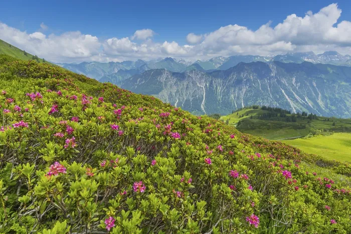 Framed Print : Alpine rose blossom, panorama from Fellhorn Framed Print : Alpine rose blossom, panorama from Fellhorn