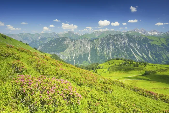 Framed Print : Alpine rose blossom, panorama from Fellhorn Framed Print : Alpine rose blossom, panorama from Fellhorn