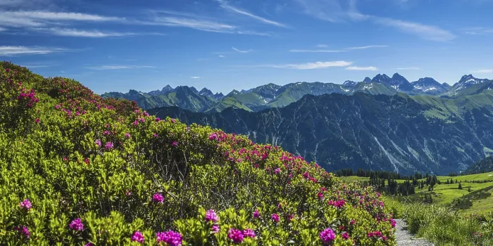 Framed Print : Alpine rose blossom, panorama of the Fellhorn Framed Print : Alpine rose blossom, panorama of the Fellhorn