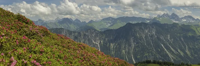 Framed Print : Alpine rose blossom, panorama of the Fellhorn