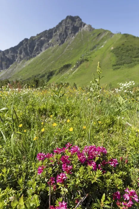 Framed Print : Alpine rose blossom, panorama from the Fellhorn