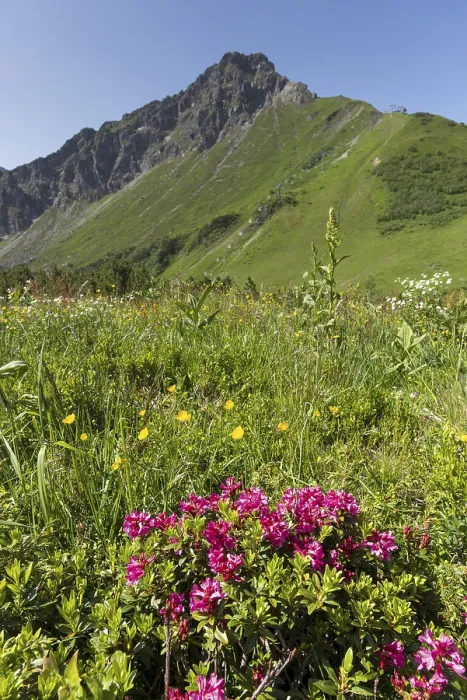 Framed Print : Alpine rose blossom, panorama from the Fellhorn Framed Print : Alpine rose blossom, panorama from the Fellhorn
