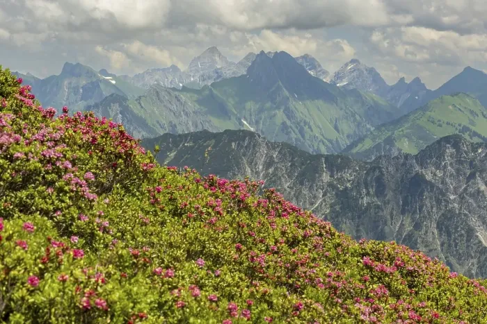 Framed Print : Alpine rose blossom, panorama from Fellhorn to Hoefats Framed Print : Alpine rose blossom, panorama from Fellhorn to Hoefats