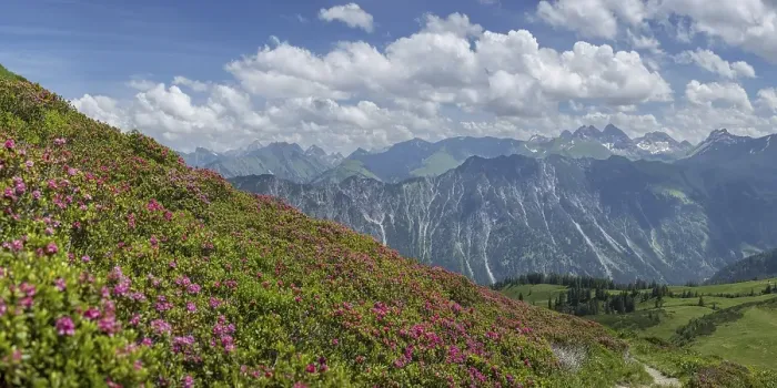 Framed Print : Alpine rose blossom, panorama from the Fellhorn to the Hoefats