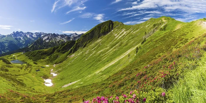 Framed Print : Alpine rose blossom (rhododendron) on the Fellhorn