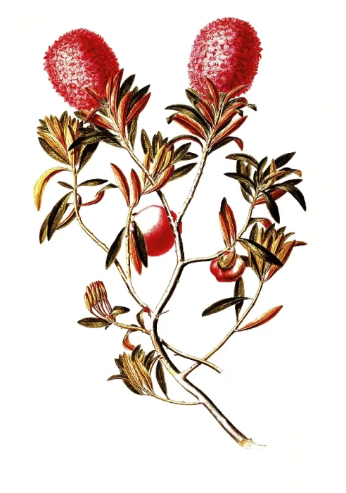 Framed Print : Alpine rose, rhododendron ferrugineum Framed Print : Alpine rose, rhododendron ferrugineum