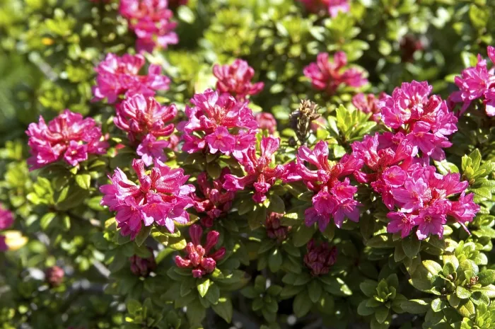 Framed Print : Alpine Rose Rhododendron ferrugineum Chamonix France Framed Print : Alpine Rose Rhododendron ferrugineum Chamonix France