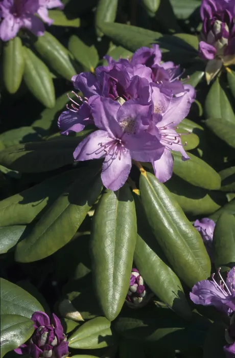 Framed Print : Alpine rose species, rhododendron species (Rhododendron sp) Framed Print : Alpine rose species, rhododendron species (Rhododendron sp)