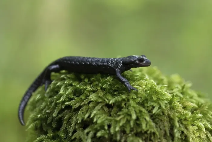 Framed Print : Alpine salamander (Salamandra atra) Framed Print : Alpine salamander (Salamandra atra)