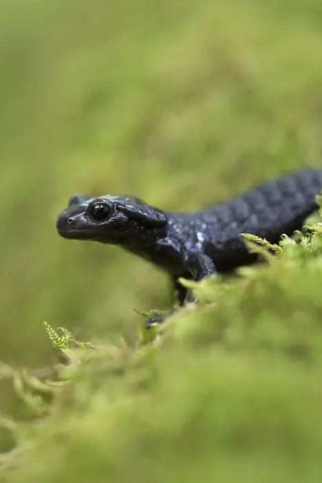 Framed Print : Alpine salamander (Salamandra atra)