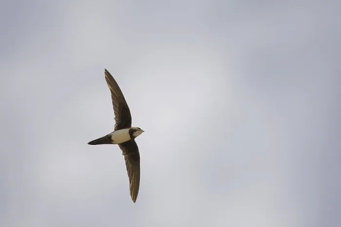 Framed Print : Alpine swift (Apus melba) adult