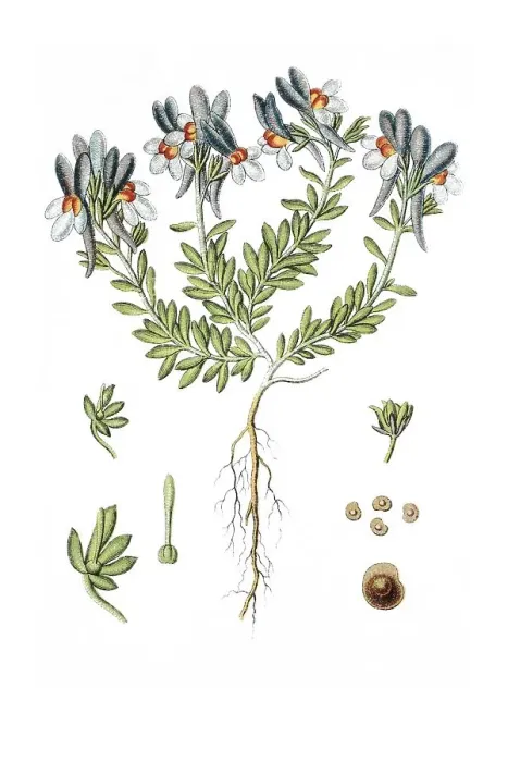 Framed Print : Alpine Toadflax (Linaria alpina)