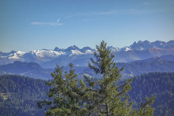 Framed Print : Alpine view with snow-capped peaks under clear skies through thick fir trees