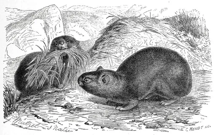 Framed Print : Alpine whistling hare, Lagomys alpinus
