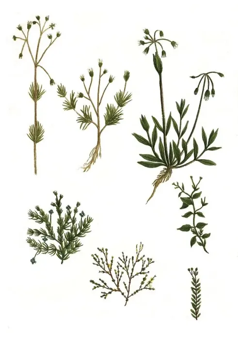 Framed Print : Alsine spergula, and Alsine verna verna Framed Print : Alsine spergula, and Alsine verna verna