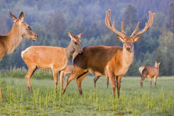 Framed Print : An Altai maral hind