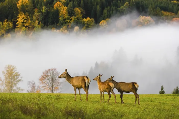 Framed Print : An Altai maral hind with two calves