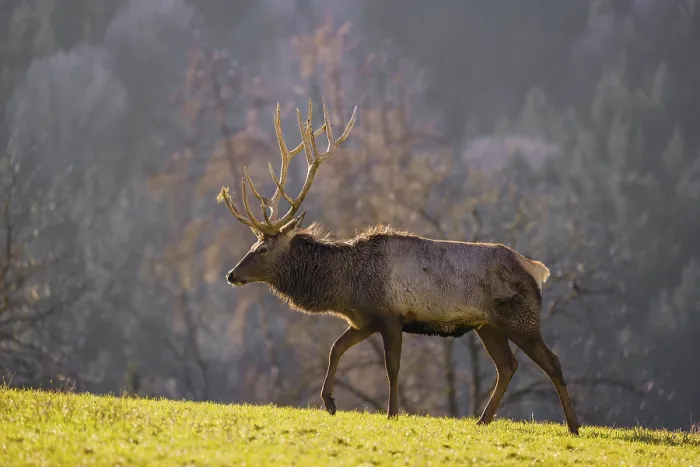Framed Print : An Altai maral stag Framed Print : An Altai maral stag