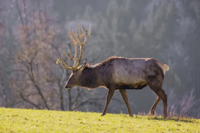 Framed Print : An Altai maral stag Framed Print : An Altai maral stag