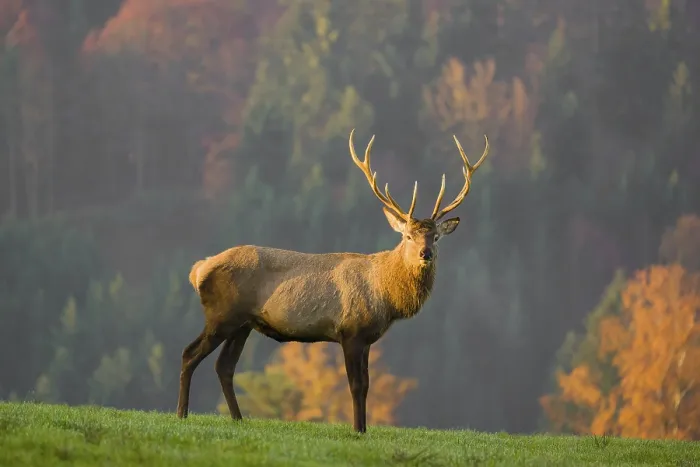 Framed Print : An Altai maral stag Framed Print : An Altai maral stag