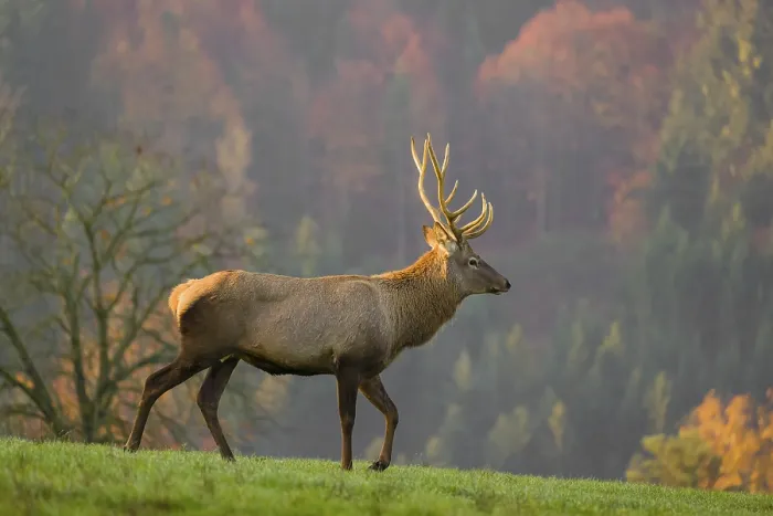 Framed Print : An Altai maral stag