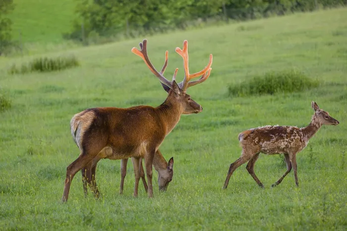 Framed Print : An Altai maral stag Framed Print : An Altai maral stag