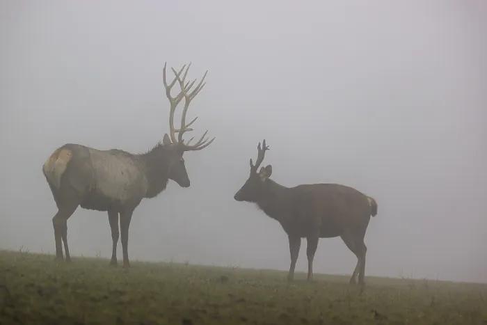 Framed Print : An Altai maral stag