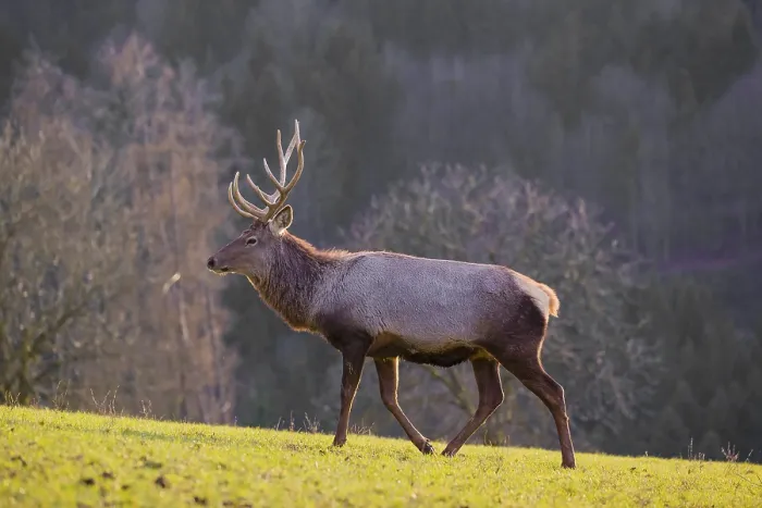 Framed Print : An Altai maral stag