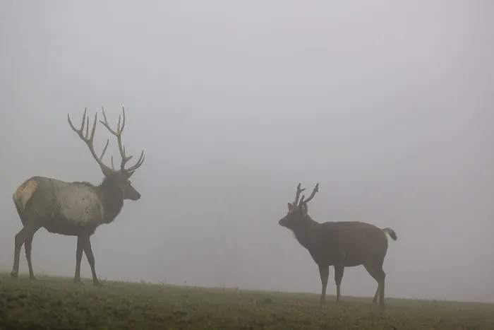 Framed Print : An Altai maral stag