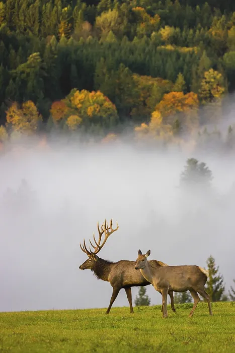 Framed Print : An Altai maral stag with a hind