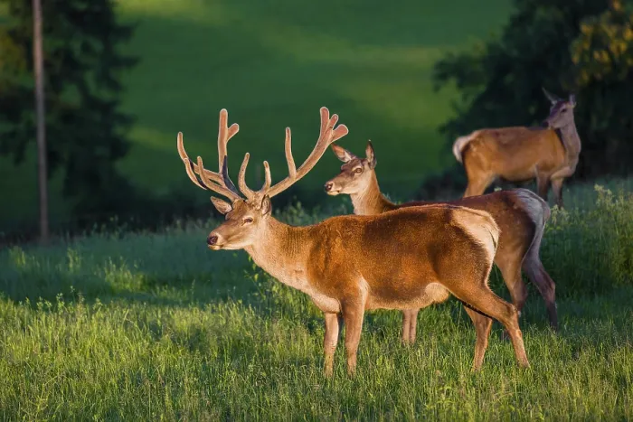 Framed Print : An Altai maral stag and two hind Altai wapiti or Altai elk (Cervus canadensis sibiricus) Framed Print : An Altai maral stag and two hind Altai wapiti or Altai elk (Cervus canadensis sibiricus)