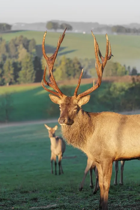 Framed Print : An Altai maral stag and some hinds