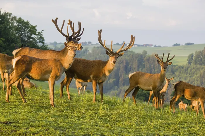 Framed Print : Three Altai maral stags Framed Print : Three Altai maral stags