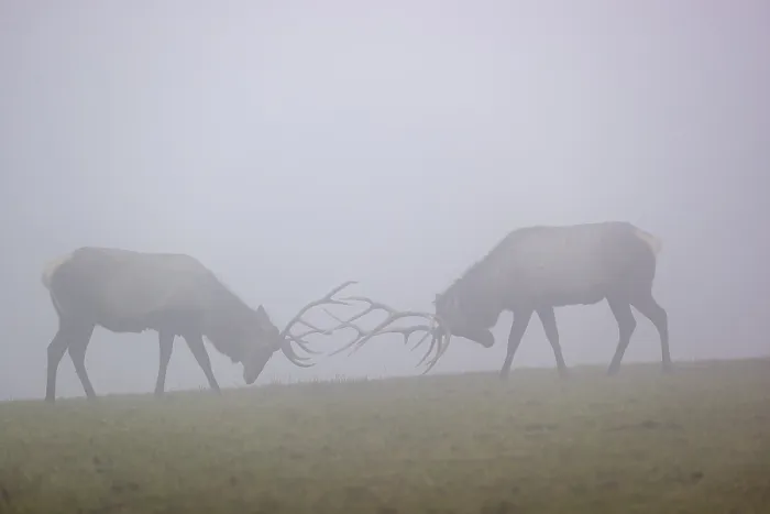 Framed Print : Two Altai maral stags
