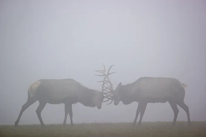 Framed Print : Two Altai maral stags