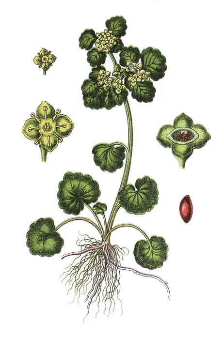 Framed Print : Alternate-leaved Golden Saxifrage (Chrysosplenium alternifolium)