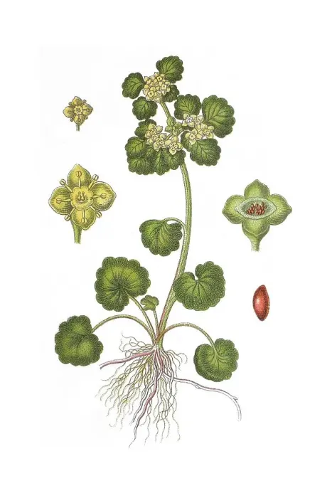 Framed Print : Alternate-leaved golden saxifrage (Chrysosplenium alternifolium)