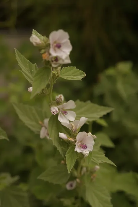 Framed Print : Althaea officinalis (Althaea officinalis) Framed Print : Althaea officinalis (Althaea officinalis)
