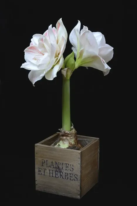 Framed Print : Amaryllis hippeastrum, Nymph, Star of Chivalry
