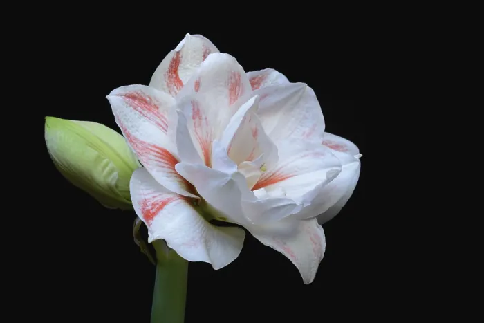 Framed Print : Amaryllis hippeastrum, nymph, star of knights