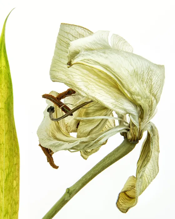 Framed Print : Amaryllis withered, white background Framed Print : Amaryllis withered, white background