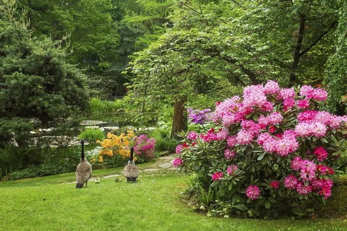 Framed Print : Amazing azalea bushes in bloom in japanese garden in Leverkusen and a pair of geese with small goslings Framed Print : Amazing azalea bushes in bloom in japanese garden in Leverkusen and a pair of geese with small goslings