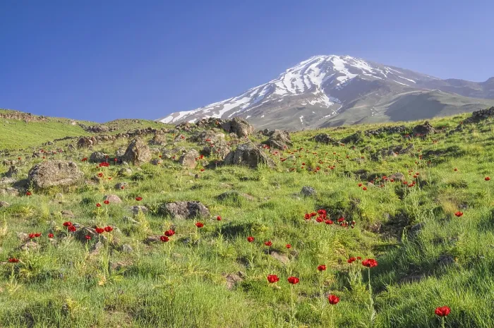 Framed Print : Amazing green meadow with red poppies and volcano Damavand in the background