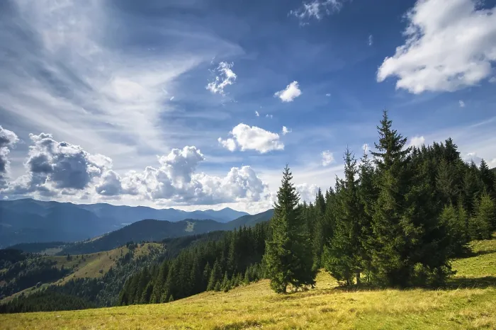 Framed Print : Amazing sunny landscape with pine tree highland forest at Carpathian mountains under blue sky