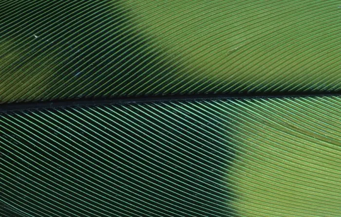 Framed Print : Amazon Parrot, feather detail (Amazona spec.)