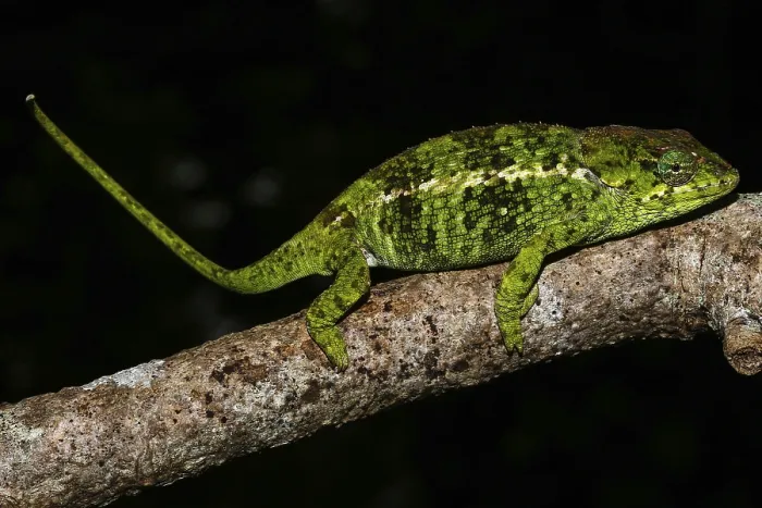 Framed Print : Amber Mountain chameleon (Calumma amber)