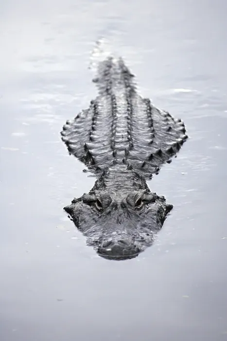 Framed Print : America Alligator (Alligator mississippiensis)
