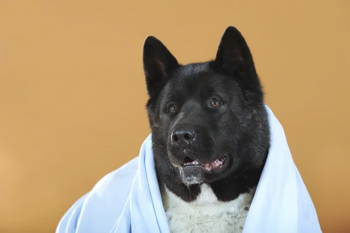 Framed Print : American Akita, under a blue blanket Framed Print : American Akita, under a blue blanket