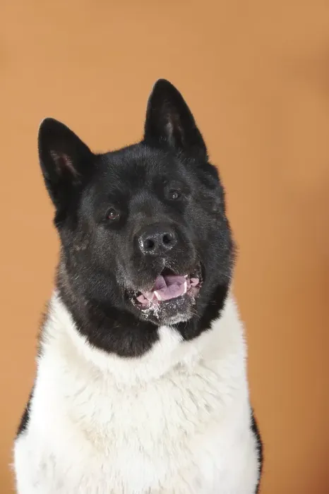 Framed Print : American Akita, portrait