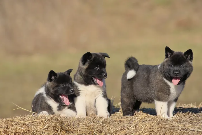 Framed Print : American Akita puppies (Canis lupus familiaris)